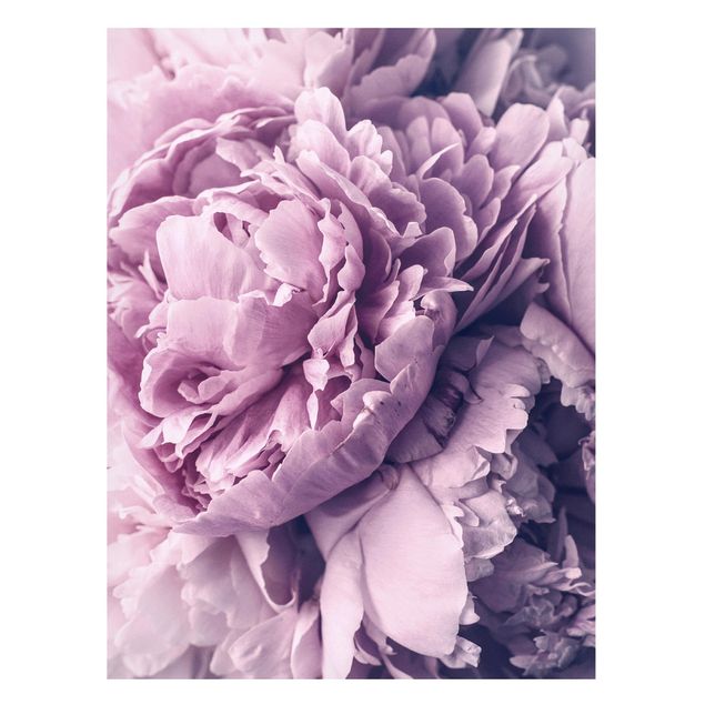 Lavagna magnetica - Viola Peony Blossoms - Formato verticale 4:3