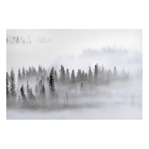 Lavagna magnetica nero Nebbia nella foresta di abeti in bianco e nero