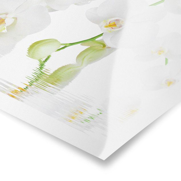 Poster - Wellness Orchid - White Orchid - Orizzontale 2:3