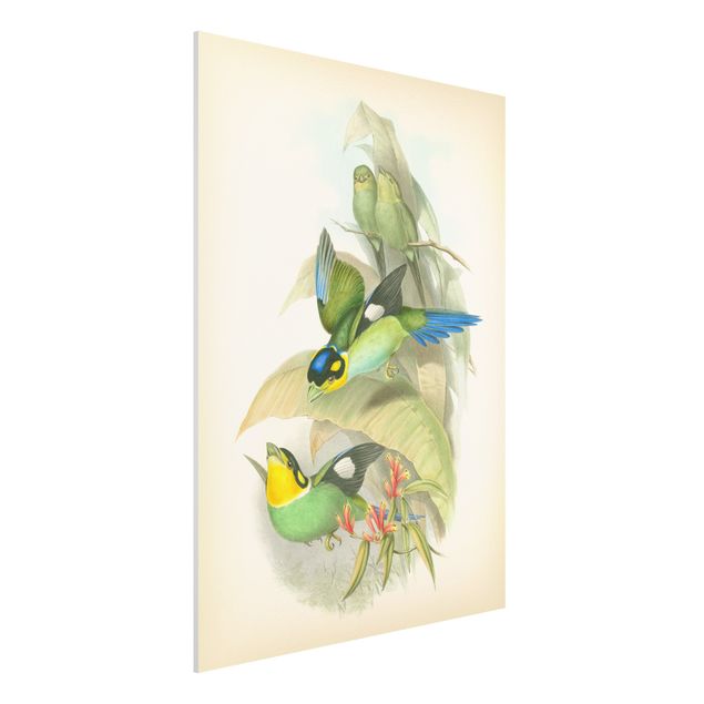 Quadri animali Illustrazione vintage Uccelli tropicali