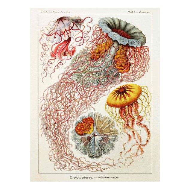 Stampa su Forex - Vintage Consiglio Jellyfish - Verticale 4:3