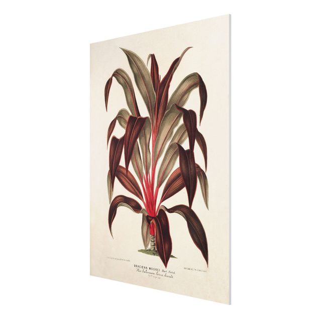 Stampa su Forex - Botanica Vintage Illustrazione del drago Albero - Verticale 4:3