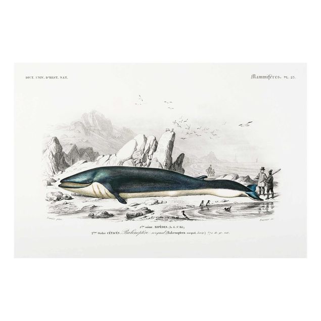 Quadro in vetro - Vintage Consiglio Blue Whale - Verticale 3:2
