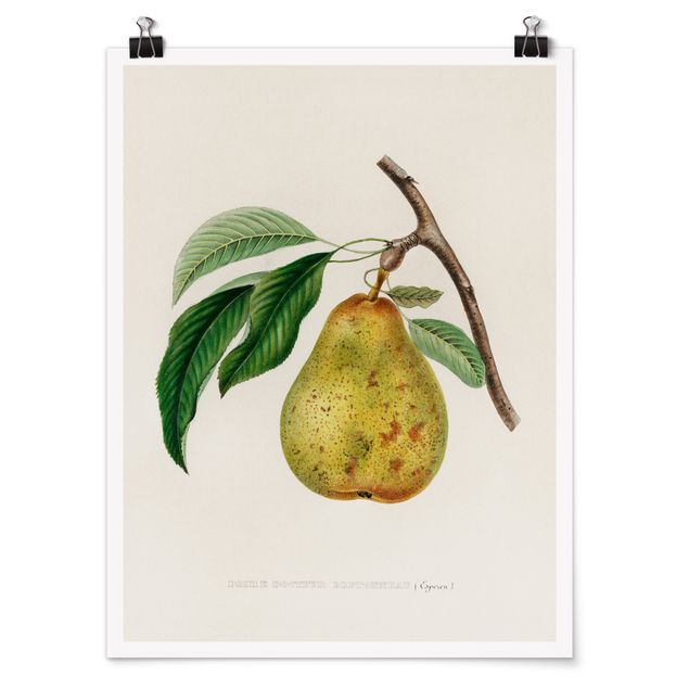 Poster - Botanica illustrazione d'epoca Yellow Pear - Verticale 4:3