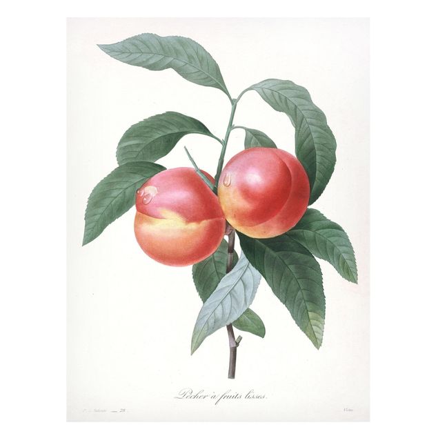 Lavagna magnetica - Botanica illustrazione d'epoca Peach - Formato verticale 4:3