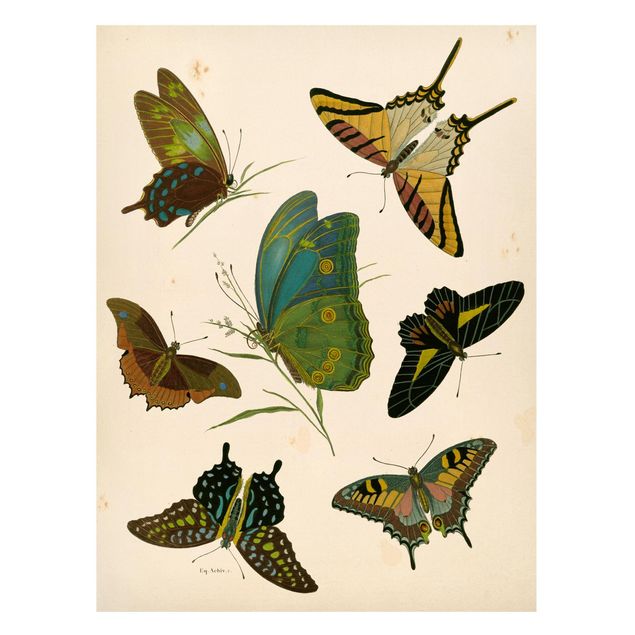 Lavagna magnetica per ufficio Illustrazione vintage Farfalle esotiche