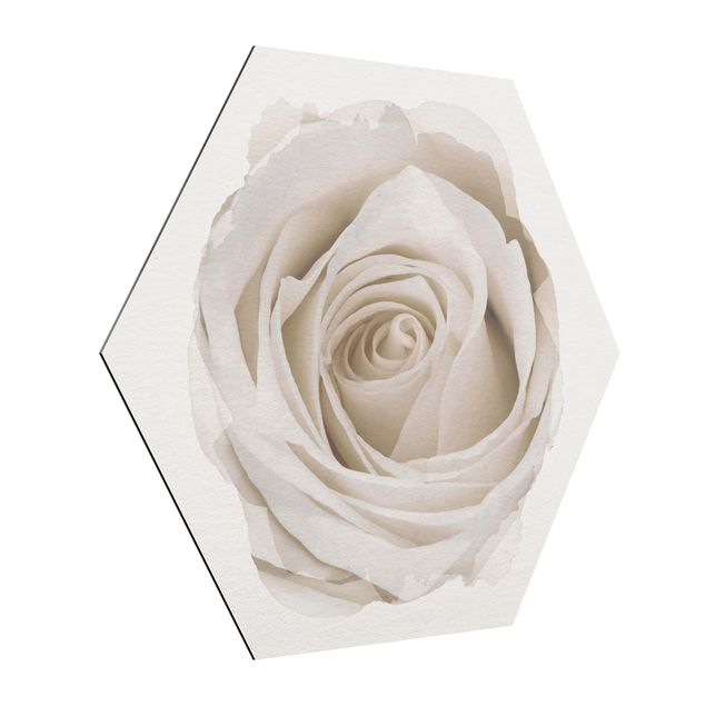 Esagono in Alluminio Dibond - Acquarelli - Pretty White Rose