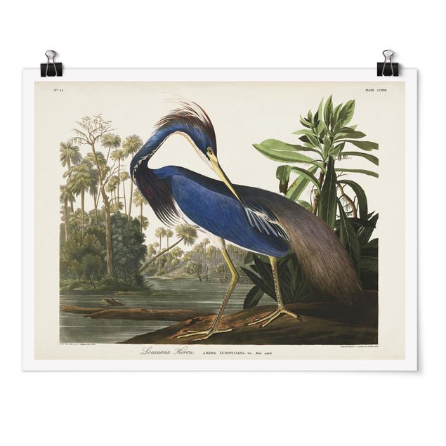 Poster - bordo Vintage Louisiana Heron - Orizzontale 3:4