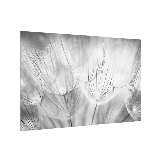 Paraschizzi in vetro - Dandelions Macro Shot In Black And White