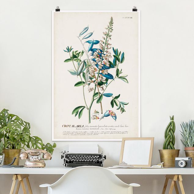 Poster illustrazioni Illustrazione botanica vintage Legumi