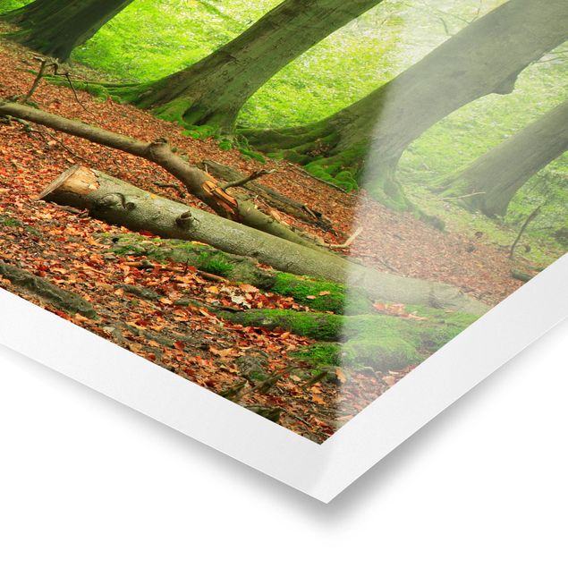 Poster - Mighty Beech Trees - Verticale 4:3