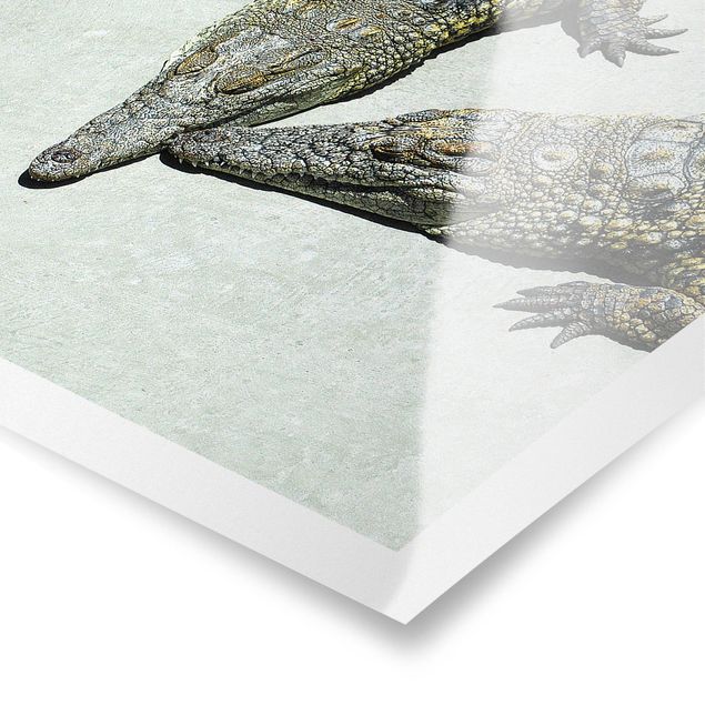 Poster - Crocodile Romance - Verticale 4:3