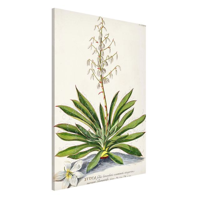 Lavagna magnetica per ufficio Illustrazione botanica vintage Yucca