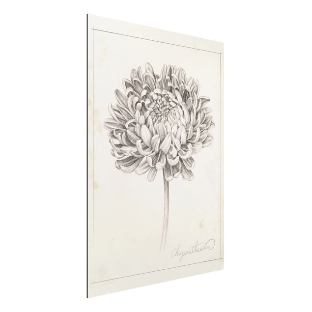 Stampa su alluminio spazzolato - Botanical Study II Crisantemo - Verticale 4:3