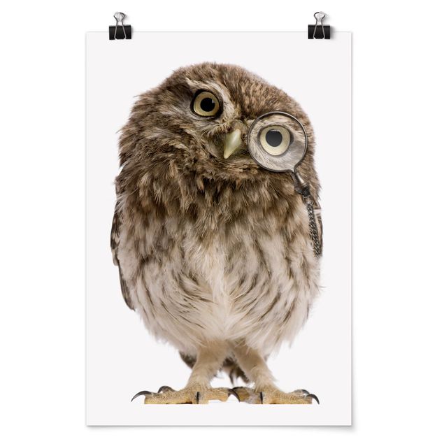 Poster - Curioso Owl - Verticale 3:2