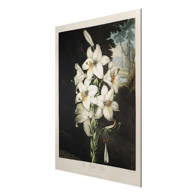 Stampa su alluminio spazzolato - Botanica illustrazione d'epoca White Lily - Verticale 4:3