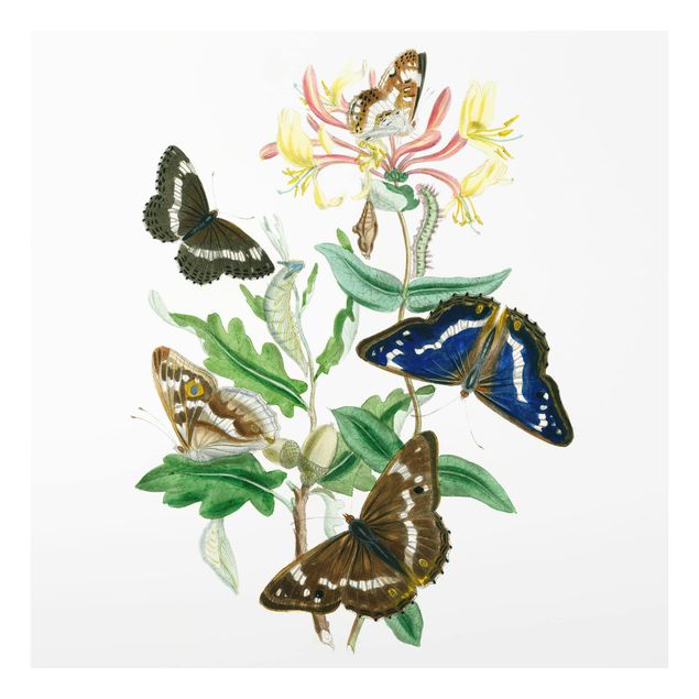 Paraschizzi in vetro - British Butterflies IV