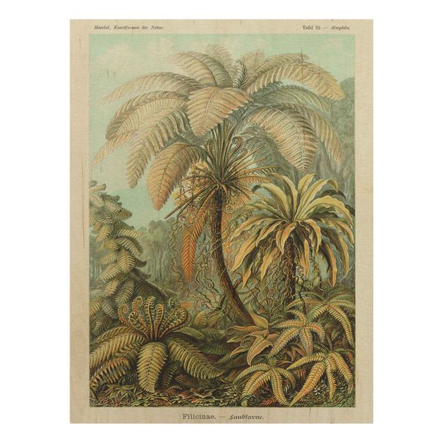 Stampa su legno - Botanica illustrazione d'epoca Foglie Felci - Verticale 4:3