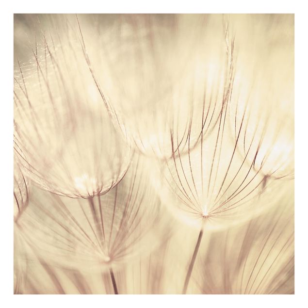 Paraschizzi in vetro - Dandelions Close-Up In Homely Sepia Tones