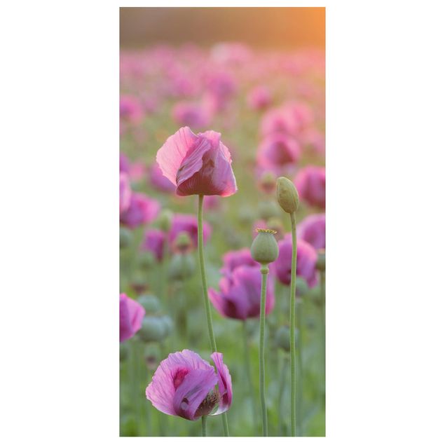Tenda a pannello - Violet poppy flowers meadow in spring 250x120cm