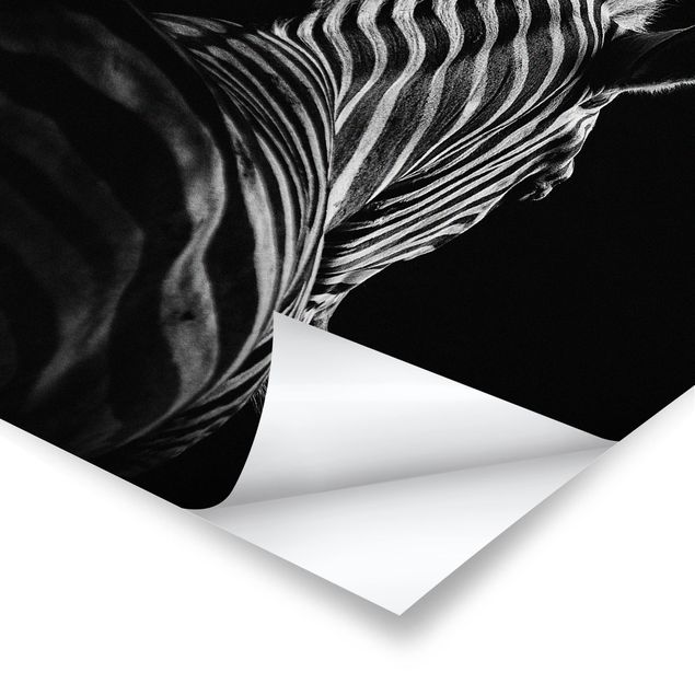 Poster - Scuro silhouette zebra - Verticale 3:2
