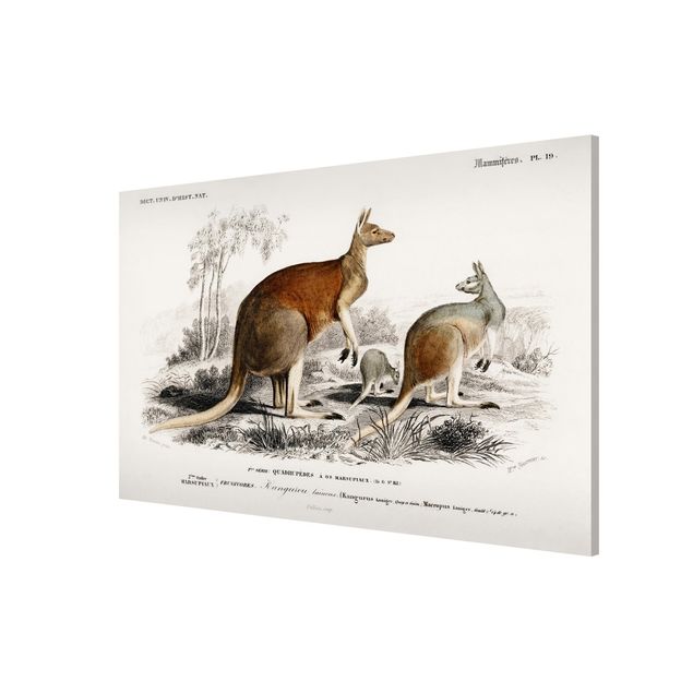Lavagna magnetica - bordo Vintage Kangaroo - Formato orizzontale 3:2
