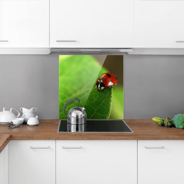 Paraschizzi in vetro - Ladybird