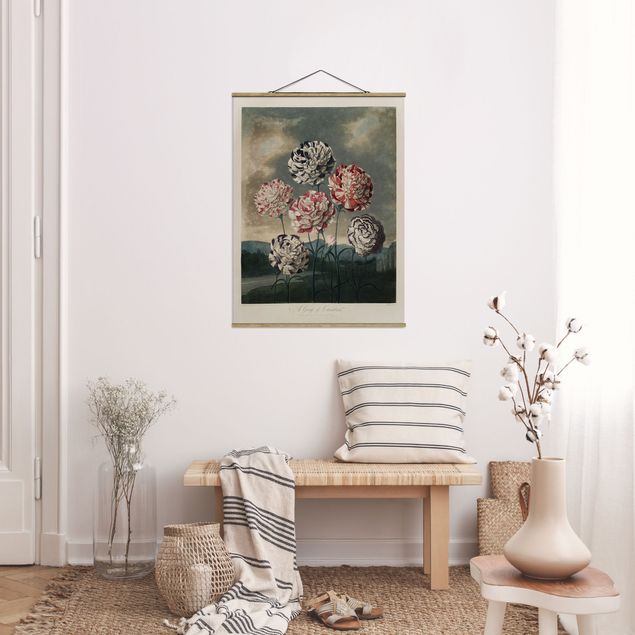 Foto su tessuto da parete con bastone - Botanica illustrazione d'epoca blu e rosso Garofani - Verticale 4:3