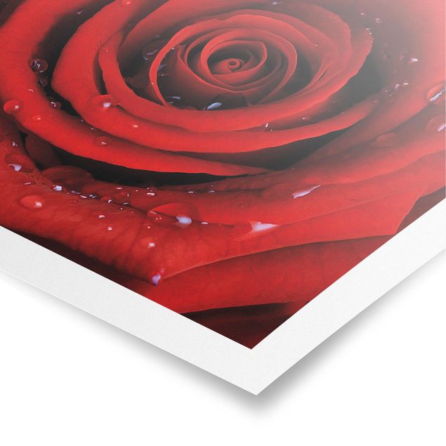 Poster - Rosa rossa con le gocce - Quadrato 1:1