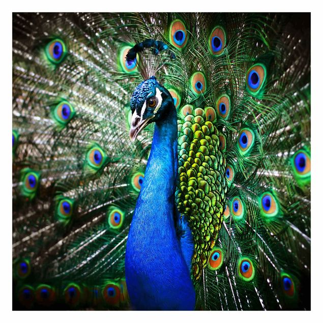 Carta da parati - Noble Peacock