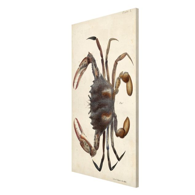 Lavagna magnetica - Vintage illustrazione Crab - Formato verticale 4:3