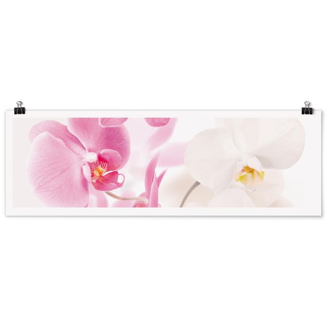 Poster - delicate orchidee - Panorama formato orizzontale