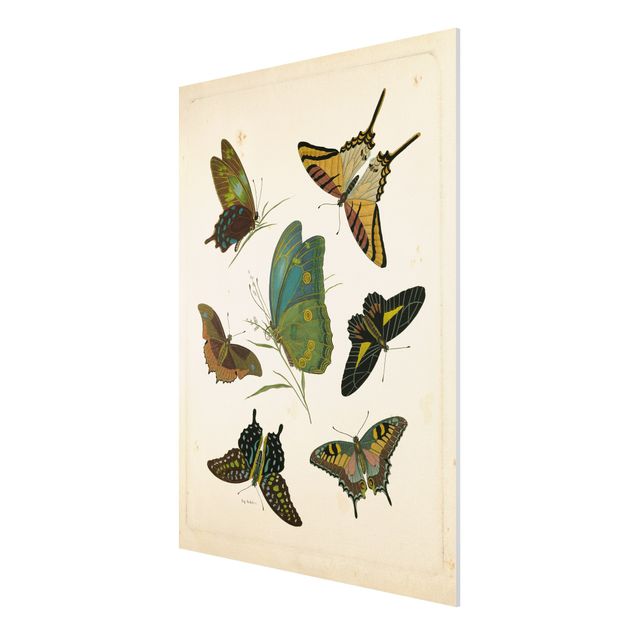 Stampa su Forex - Illustrazione Vintage farfalle esotiche - Verticale 4:3