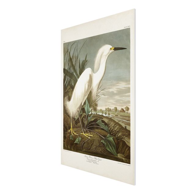 Stampa su Forex - Consiglio Vintage White Heron I - Verticale 3:2