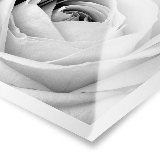 Poster - Close Up Rose - Orizzontale 3:4