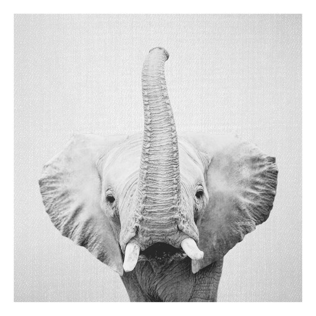 Quadro in vetro - Elefante Ewald in bianco e nero