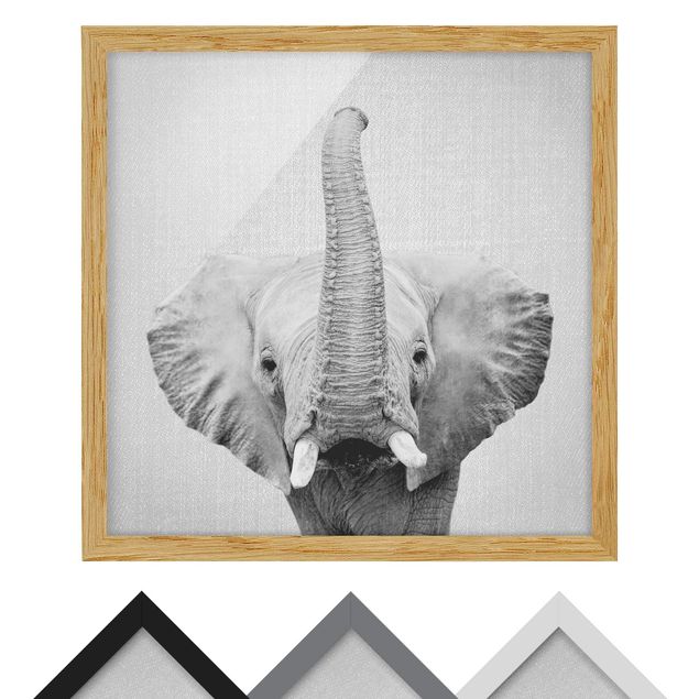 Poster con cornice - Elefante Ewald in bianco e nero