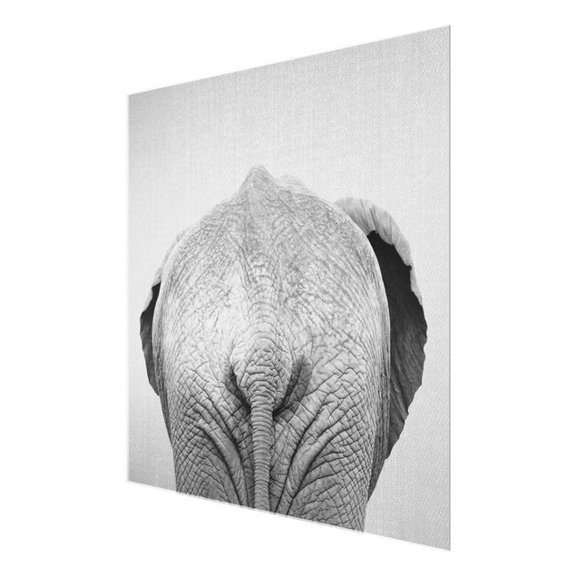 Quadro in vetro - Elefante da dietro Bianco Nero