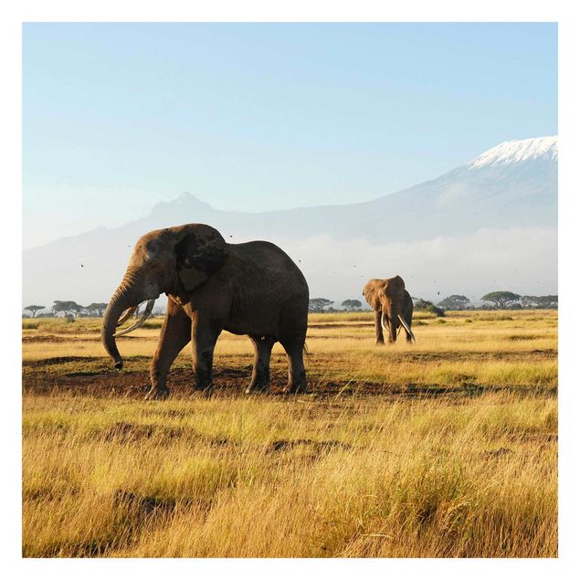 Carta da parati - Elephants in front of the Kilimanjaro in Kenya