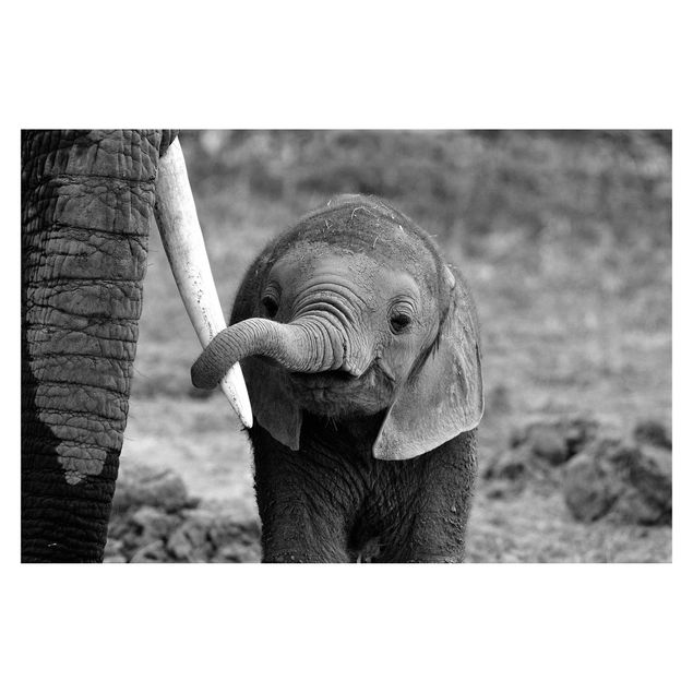 Carta da parati - Elefantino