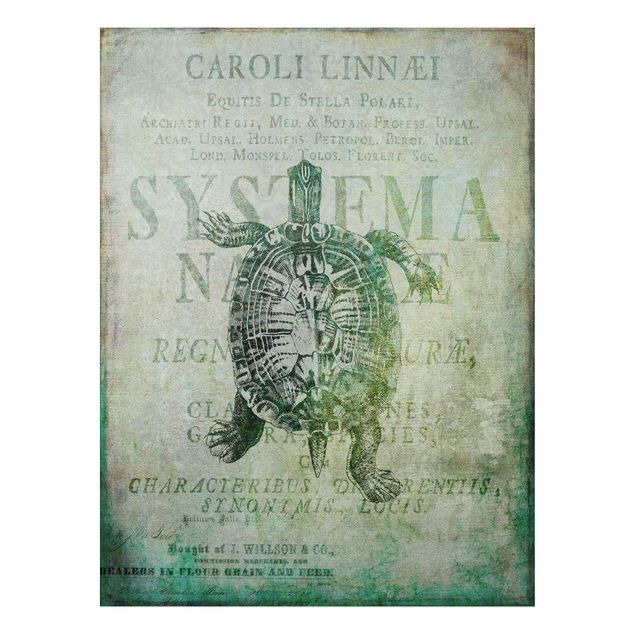 Stampa su alluminio spazzolato - Vintage collage - Antique Turtle - Verticale 4:3