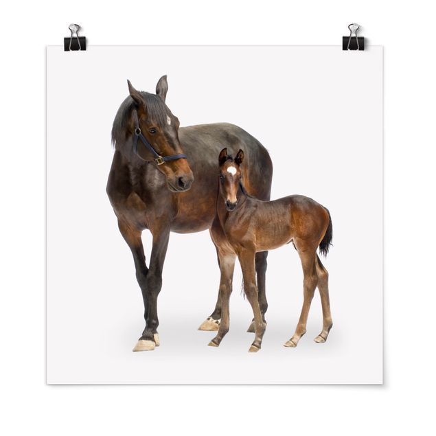 Poster - Trakehner Mare & Foal - Quadrato 1:1