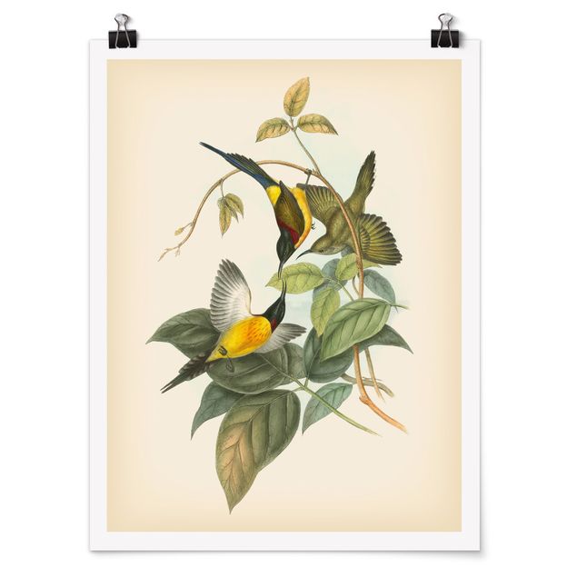 Poster - Illustrazione Vintage Tropical Birds IV - Verticale 4:3