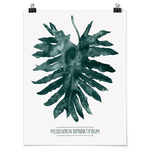 Poster - Emerald Philodendron Bipinnatifidum - Verticale 4:3