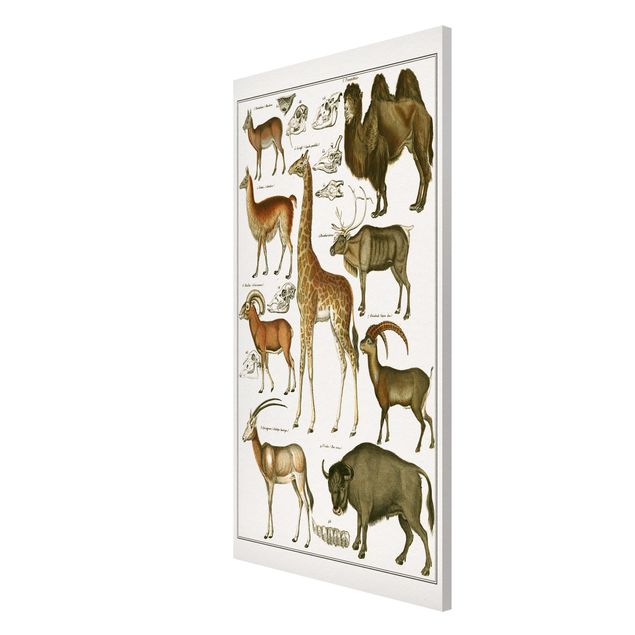 Lavagna magnetica - Vintage Consiglio giraffa, cammello e Llama - Formato verticale 4:3