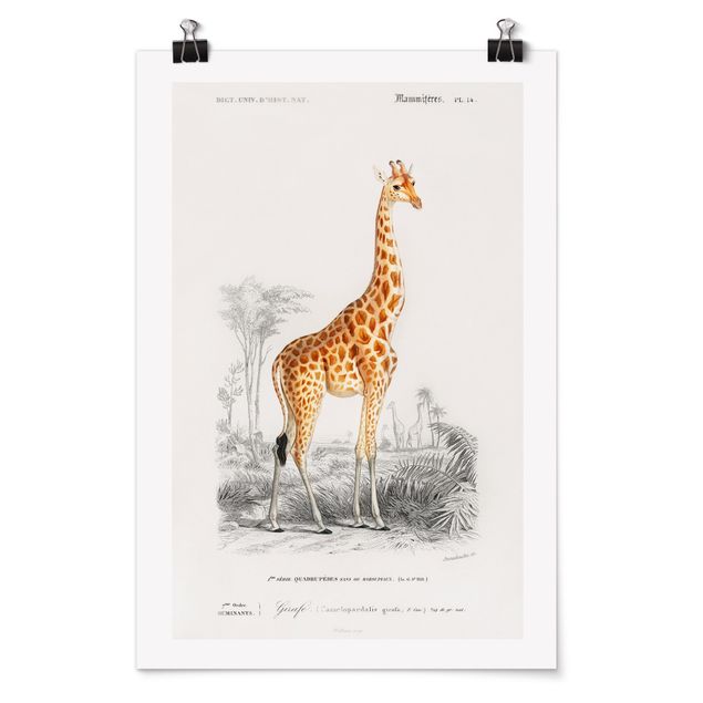 Poster - Vintage Consiglio Giraffe - Verticale 3:2