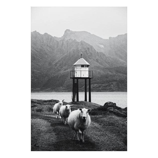 Stampa su alluminio - Tre pecore sulle Isole Lofoten
