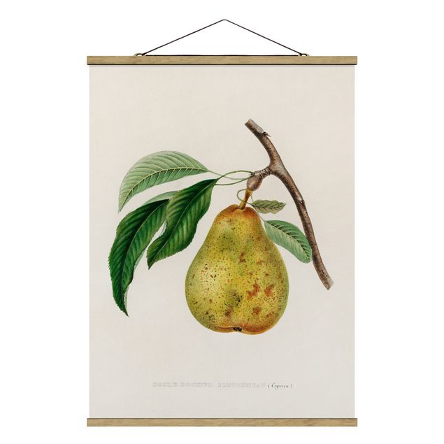 Foto su tessuto da parete con bastone - Botanica illustrazione d'epoca Yellow Pear - Verticale 4:3