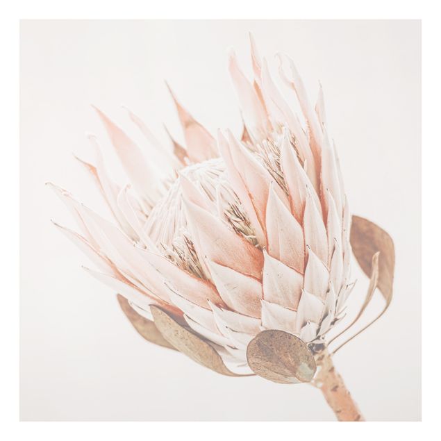 Paraschizzi in vetro - Protea regina dei fiori - Quadrato 1:1