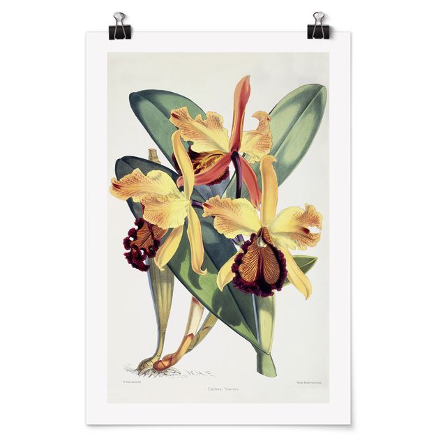 Poster - Walter Hood Fitch - Orchid III - Verticale 3:2